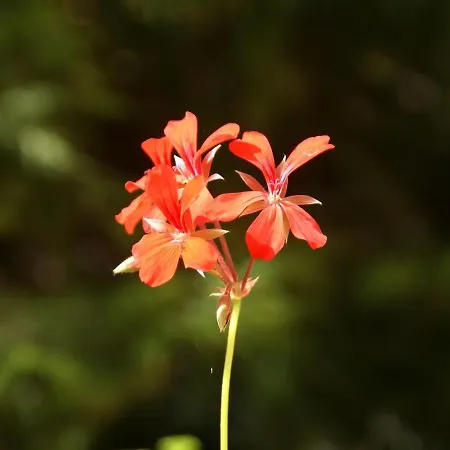 Ferienhaus Forest Retreat In Vosges Hanviller