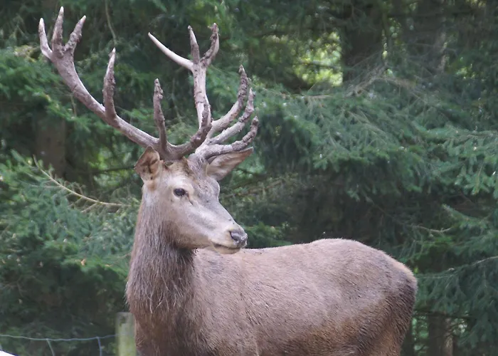 Vakantiehuis Forest Retreat In Vosges Hanviller