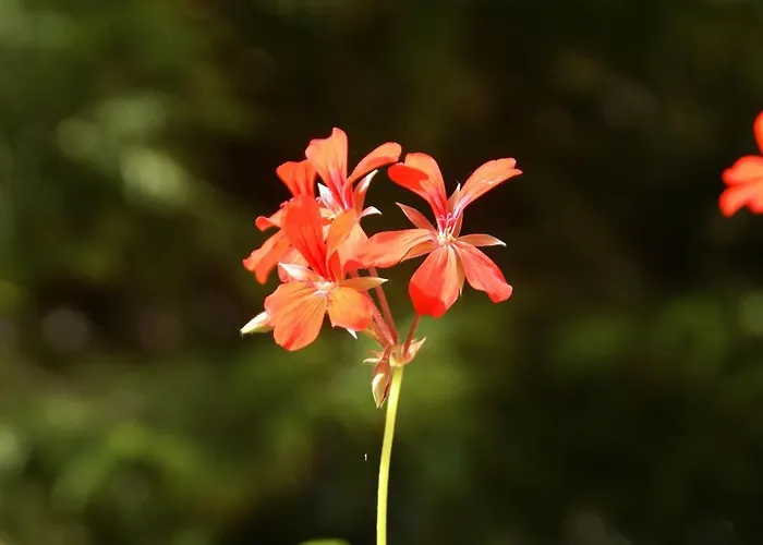 Vakantiehuis Forest Retreat In Vosges Hanviller